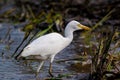 TheÃÂ cattle egretÃÂ - Bubulcus ibis